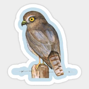 sparrow-hawk Sticker